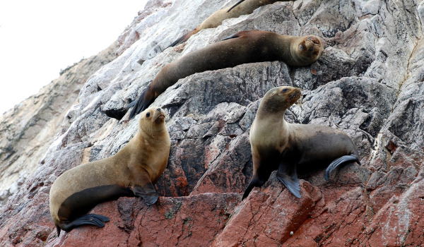 Perù, Paracas