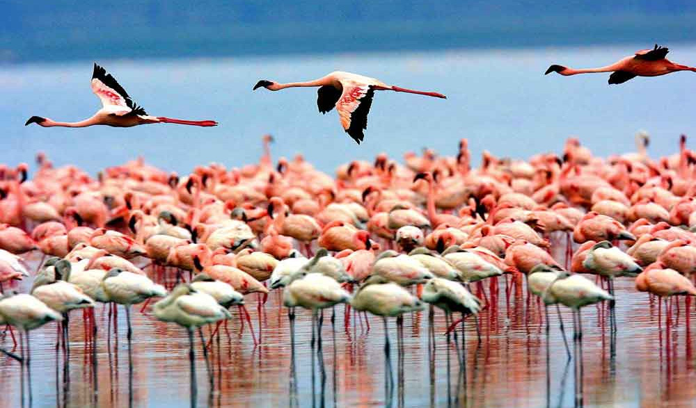 Africa - Tanzania - Lake Manyara National Park