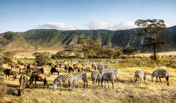 Africa - Tanzania - Ngorongoro Conservation Area