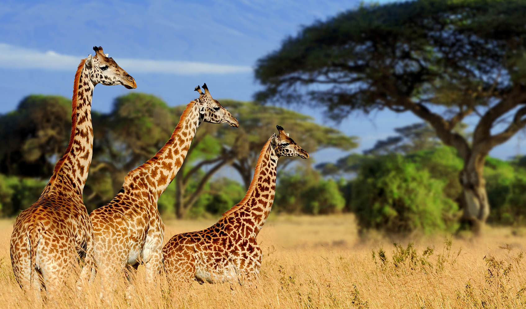 Africa - Tanzania - Tarangire National Park